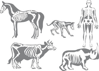 human and animals skeletons