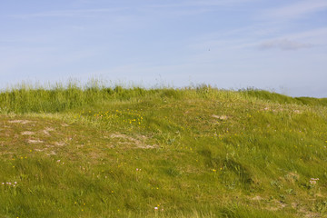 grass and flower on coastline