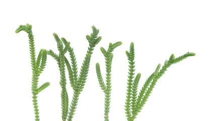 Close up of houseplant