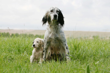setter anglais adulte et chiot serré l'un contre l'autre assis