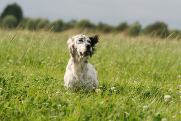 la pose gracieuse du setter anglais dans le vent