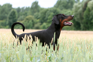 dobermann regardant vers le ciel dans un champ vu de profil