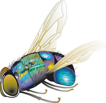 fliege