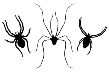 Collection of Spiders - one - obrazy, fototapety, plakaty