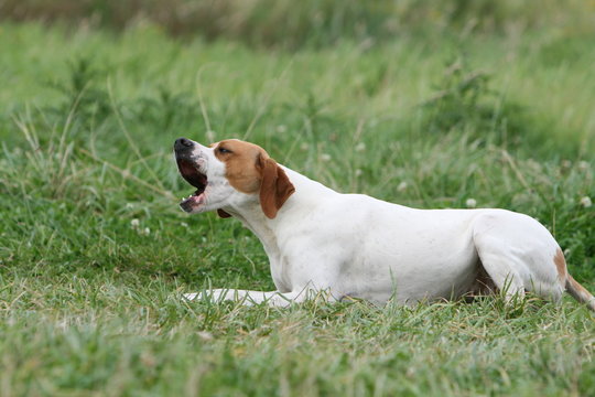moment de repos du pointer anglais allong&eacute; baillant