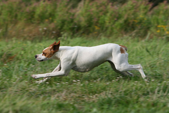 pointer anglais en train de courir a pleine vitesse vu de profil