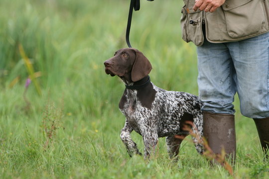 la demarche fi&egrave;re du braqe allemand et son maitre en chasse