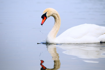 schwan