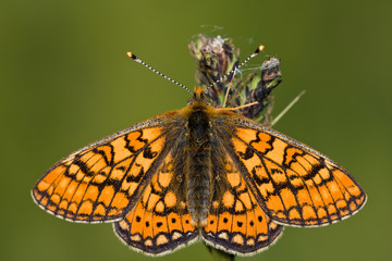 Euphydryas aurinia