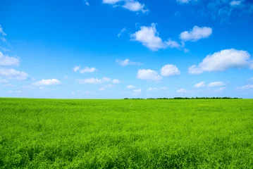 Fotobehang zomergras en blauwe lucht © Iakov Kalinin