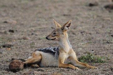 Black-backed Jackal (Canis mesomelas), Masai Mara, Kenya