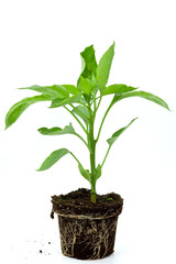 capsicum annuum-Rote Paprika jung-Pflanze