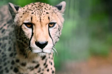 Fotobehang leopard © Natallia Vintsik