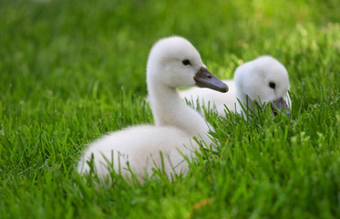 Baby Swans