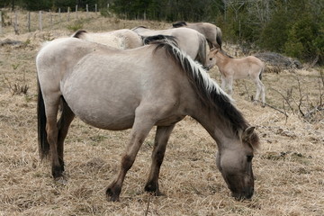 Jument et son poulain