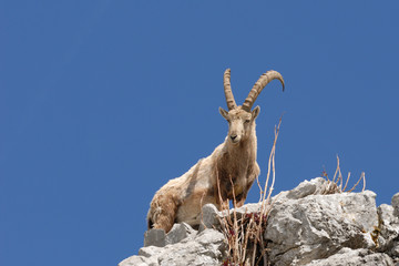 Bouquetins des Alpes
