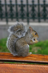 Eichh&ouml;rnchen auf Parkbank
