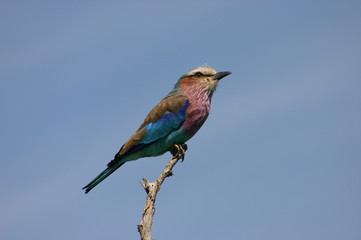 Eisvogel