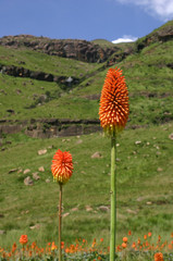 orange Blüten am Sani - Pass
