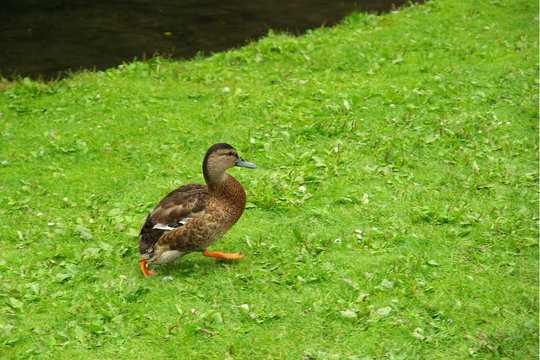 Canard sans queue