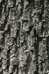 Oak bark