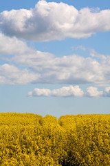 rapshimmel