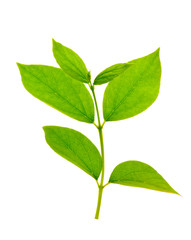 green branch isolated