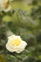 Single White Rose