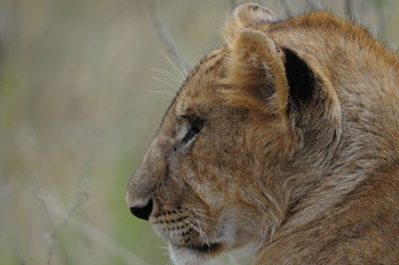 Lioness (Panthera leo), Samburu park, Kenya