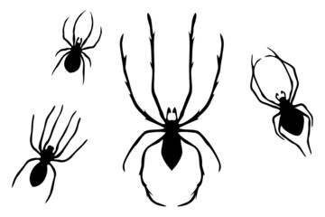 Collection of Spiders - two - obrazy, fototapety, plakaty