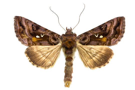 Autographa jota