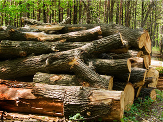 Heap of logs in wood