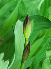 Bud of a flower of a gladiolus