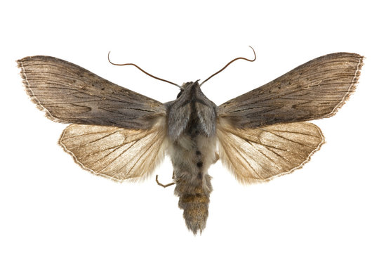 Cucullia umbratica