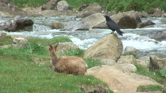 G&auml;mse und Rabe am Fluss