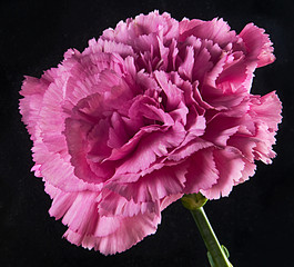 PINK CARNATION