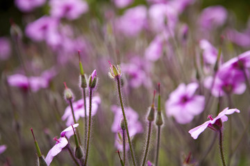 background with small pink flowers - shallow depth of field