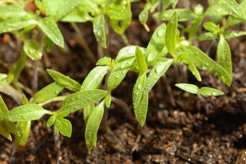 Tomato Germinating