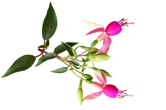 Pink Fuchsia Flowers