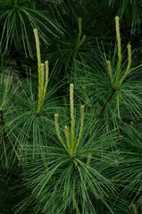 Pine Tree Shoots