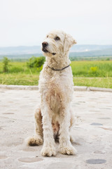 Shepherd dog portrait