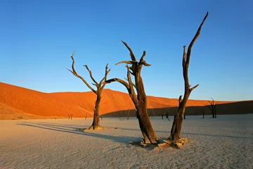 Deurstickers Dead Acacia tree, Sossusvlei, Namibia, southern Africa © EcoView