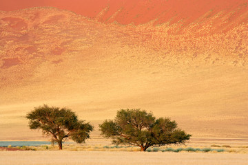 Fototapeta na wymiar Landscape with African Acacia trees, Sossusvlei, Namibia