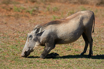 Feeding warthog (Phacochoerus africanus), South Africa