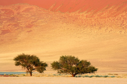Landscape with African Acacia trees, Sossusvlei, Namibia