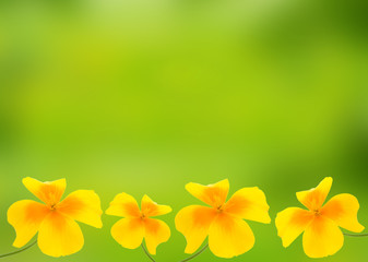 yellow field flower (tormentil; five-finger or potentilla) - obrazy, fototapety, plakaty
