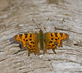 Comma Butterfly resting on log