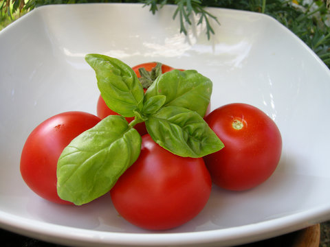 Tomatenernte