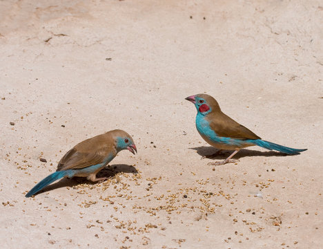 Red-cheeked Cordon-Bleu pair in The Gambia