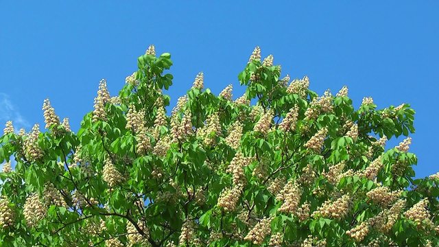 Flowering chestnut tree
